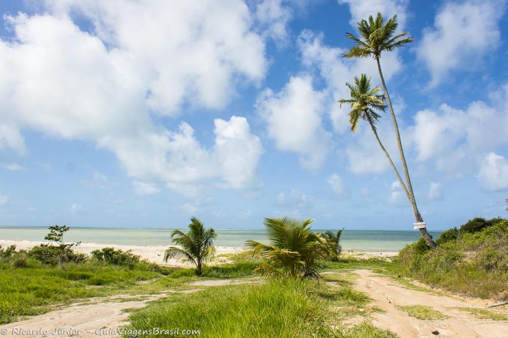 Imagem do verde exiberante da Praia Japara Mirim.